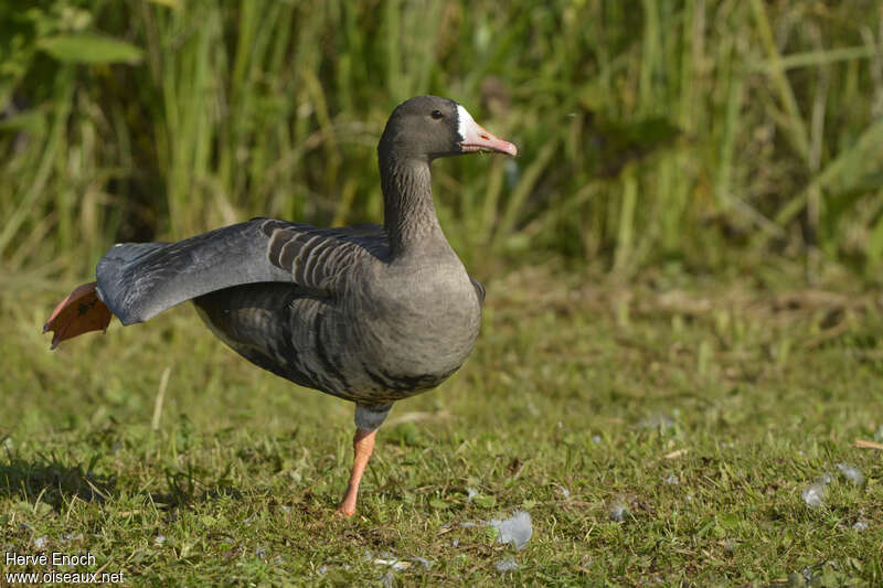 Greater White-fronted Gooseadult, identification, care, Behaviour
