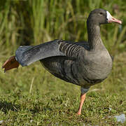 Greater White-fronted Goose