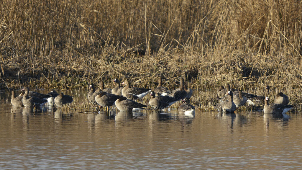 Greater White-fronted Goose