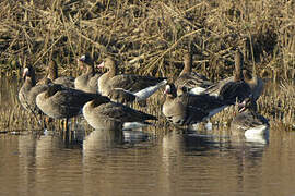 Greater White-fronted Goose