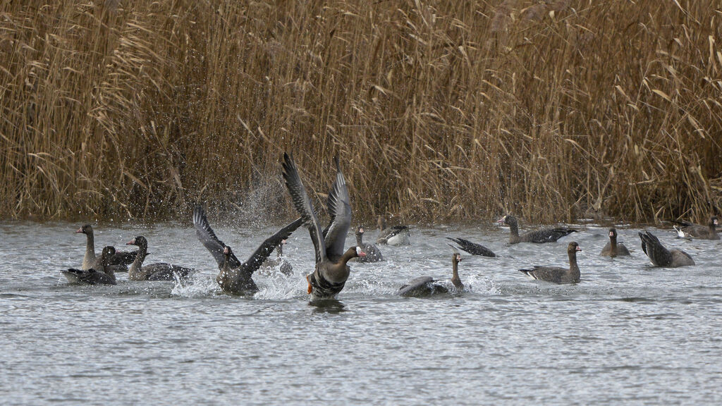 Greater White-fronted Goose