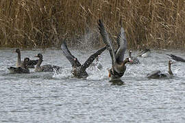 Greater White-fronted Goose