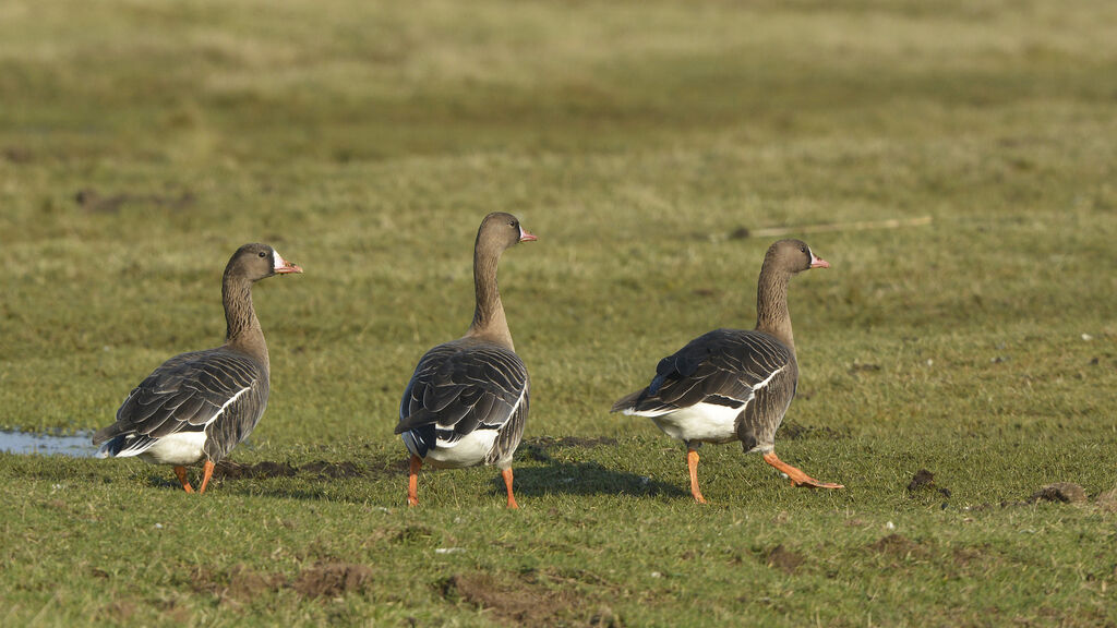 Greater White-fronted Goose