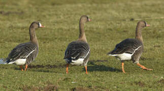 Greater White-fronted Goose