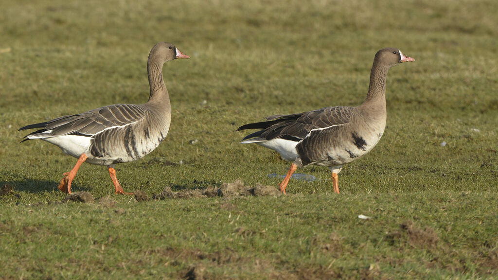 Oie rieuseadulte, identification