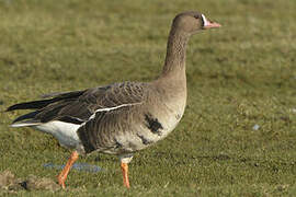 Greater White-fronted Goose