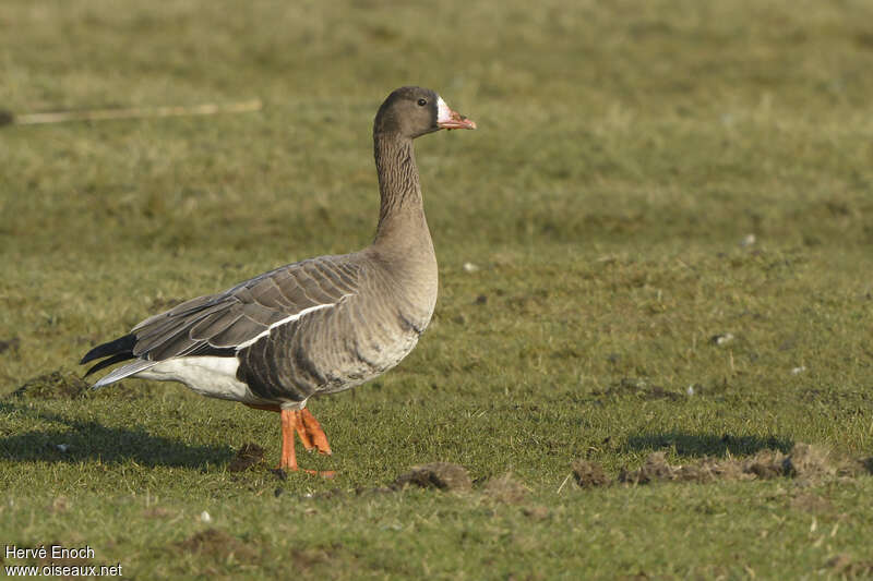 Greater White-fronted Gooseadult breeding, identification, walking