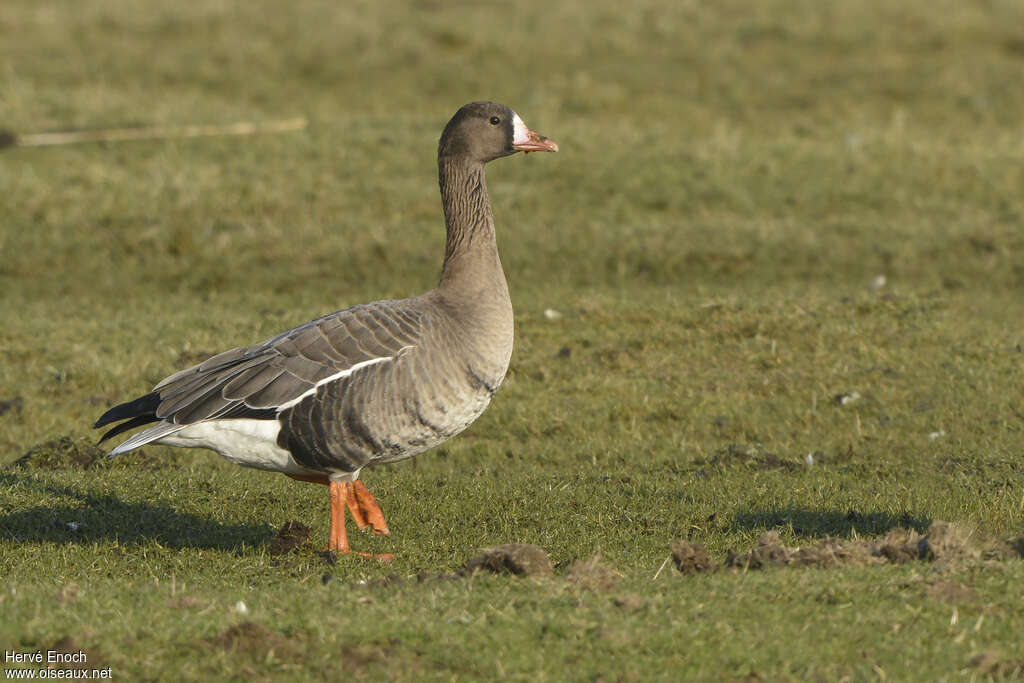 Greater White-fronted Gooseadult breeding, identification, walking