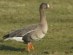 Greater White-fronted Goose