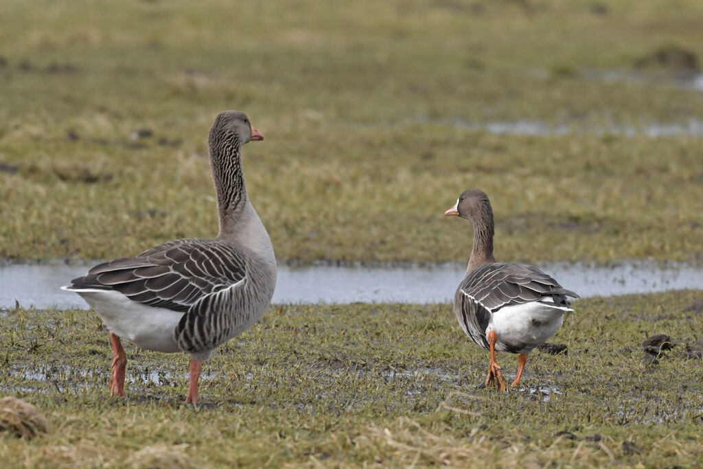 Greater White-fronted Gooseadult, identification