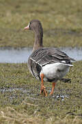 Greater White-fronted Goose