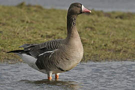 Greater White-fronted Goose