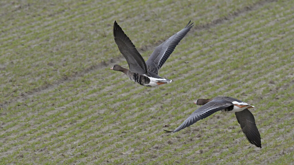 Greater White-fronted Gooseadult, Flight