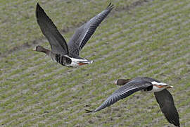 Greater White-fronted Goose