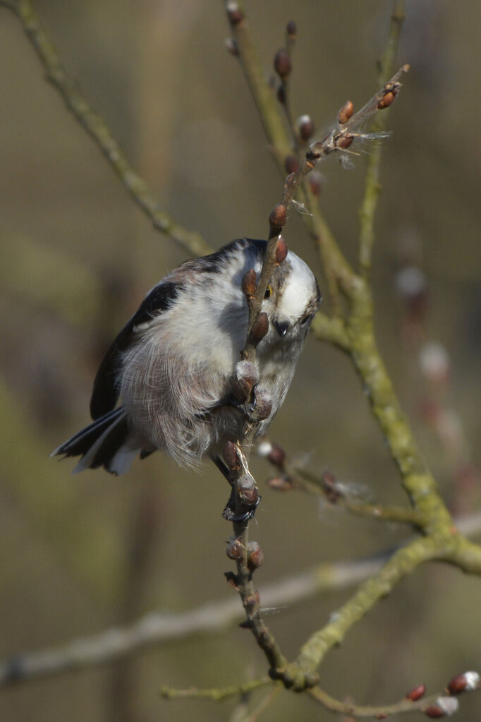 Long-tailed Titadult