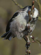 Long-tailed Tit