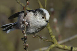 Long-tailed Tit