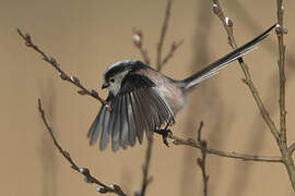 Long-tailed Tit