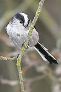 Long-tailed Tit