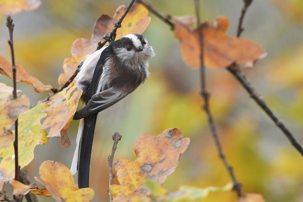 Long-tailed Titadult, identification