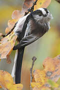 Long-tailed Tit