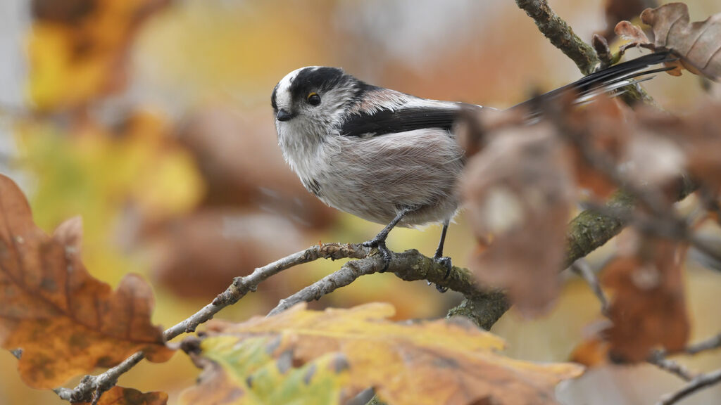 Long-tailed Titadult, identification