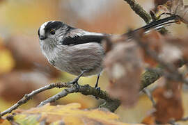 Long-tailed Tit