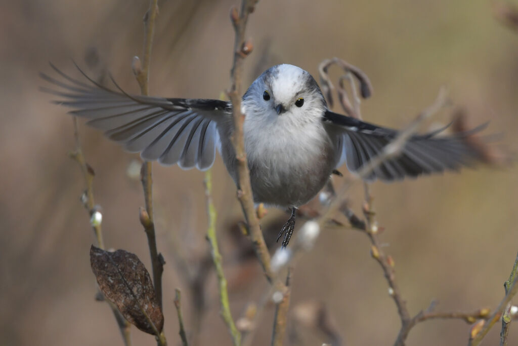 Long-tailed Titadult, Flight