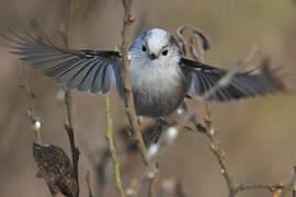 Long-tailed Tit