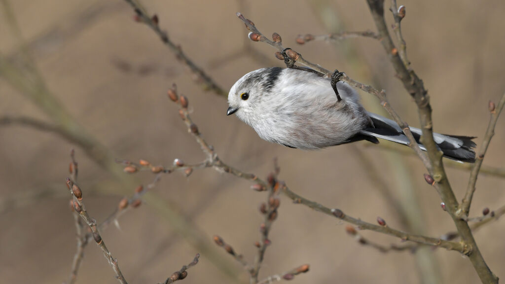 Long-tailed Titadult, identification