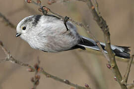 Long-tailed Tit