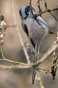 Long-tailed Tit