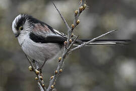 Long-tailed Tit