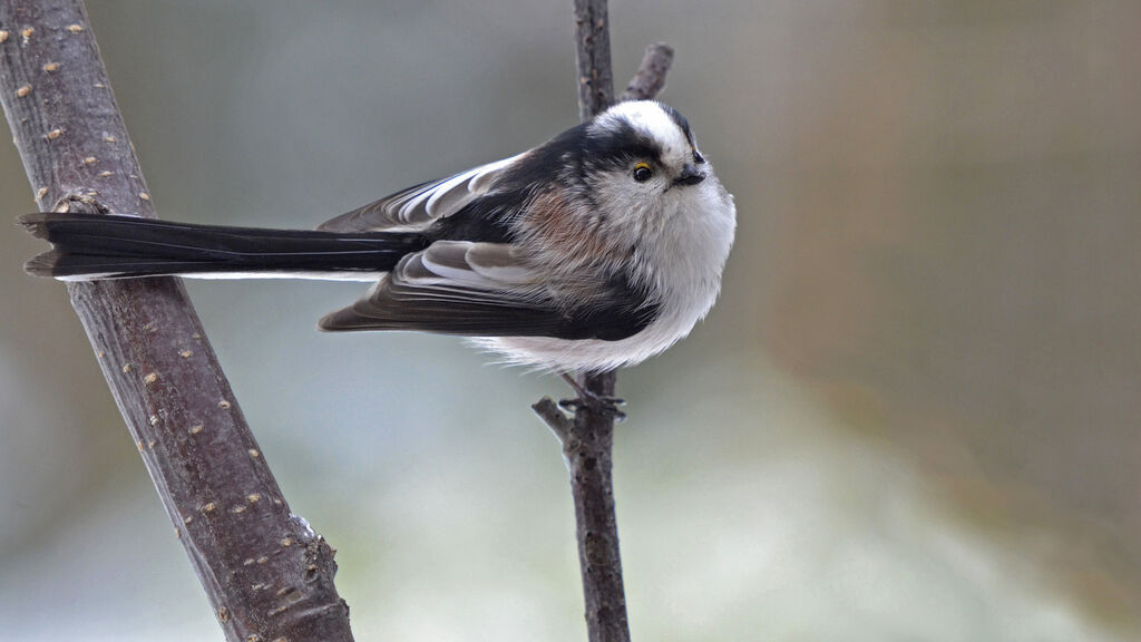 Long-tailed Tit, identification