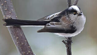 Long-tailed Tit