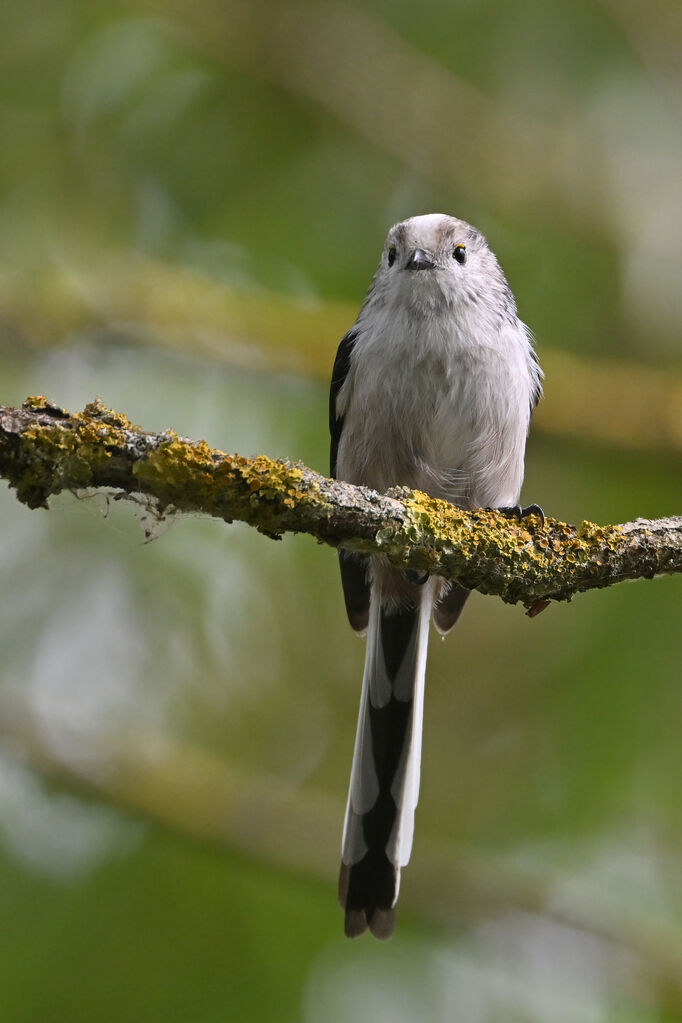 Long-tailed Titadult, identification