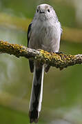 Long-tailed Tit