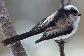 Long-tailed Tit