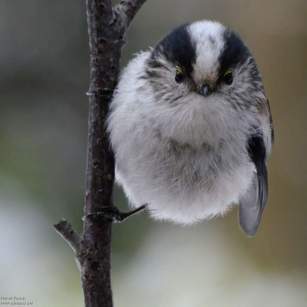 Long-tailed Tit, close-up portrait