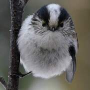 Long-tailed Tit