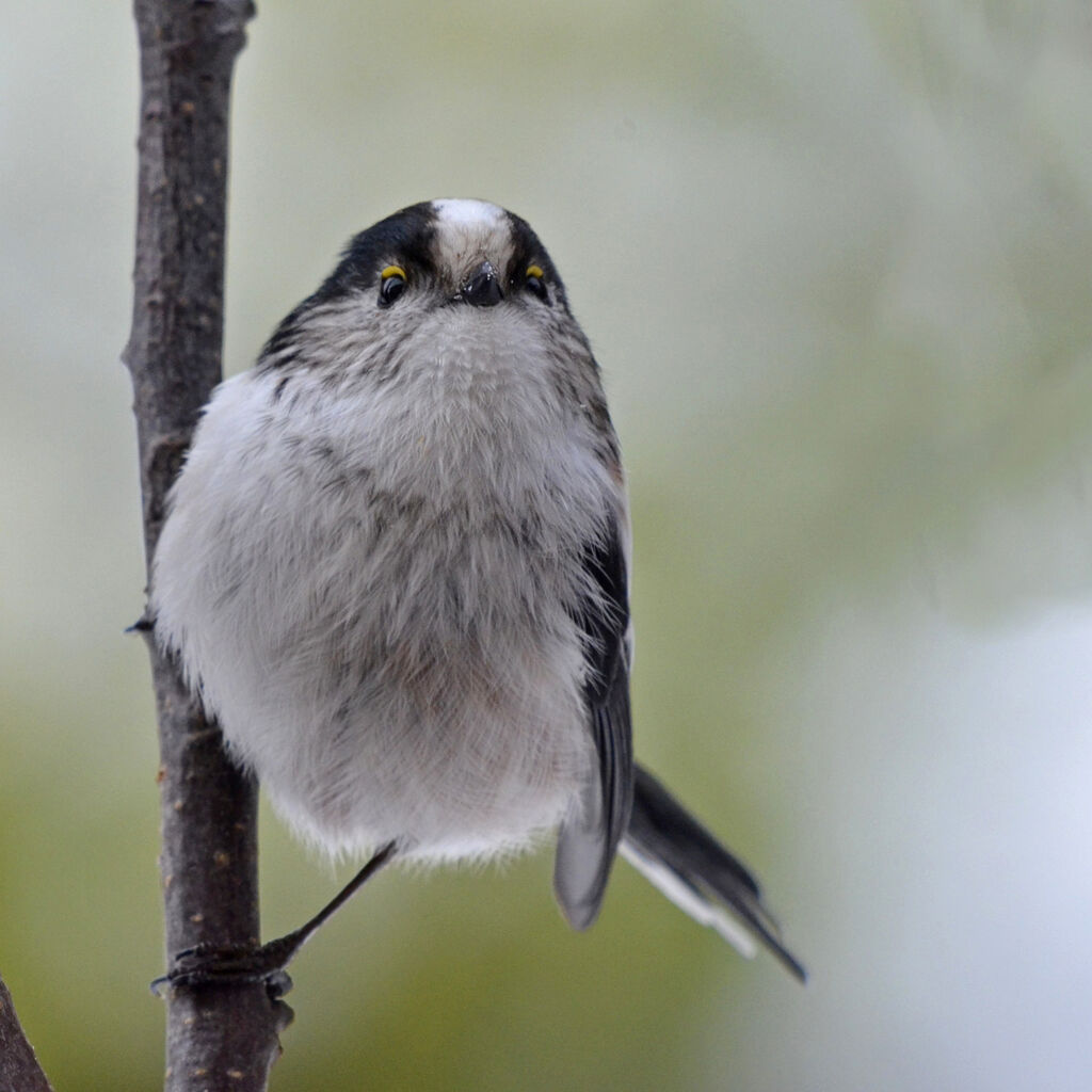 Long-tailed Tit