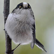 Long-tailed Tit