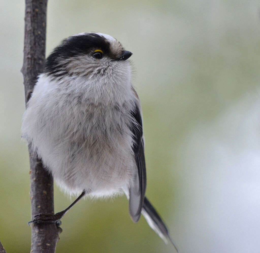 Long-tailed Tit