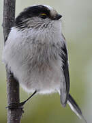 Long-tailed Tit