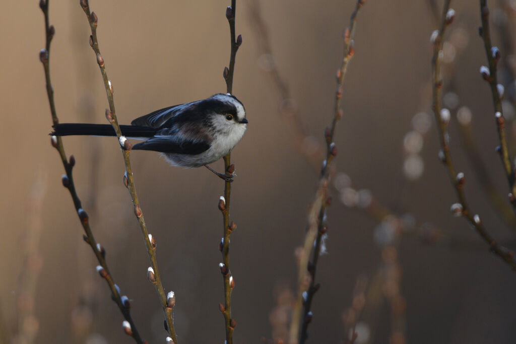 Long-tailed Tit