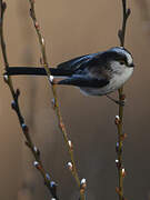 Long-tailed Tit