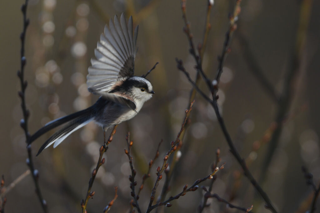 Long-tailed Tit