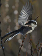 Long-tailed Tit