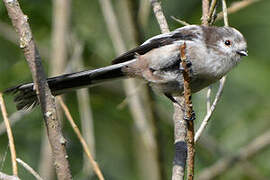 Long-tailed Tit