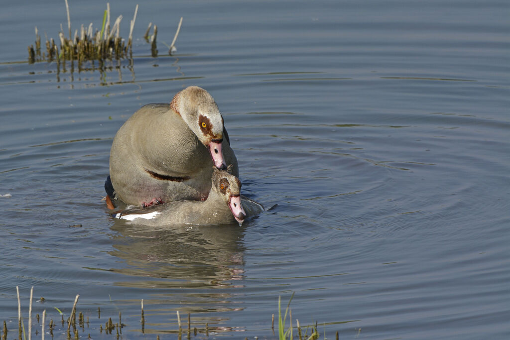 Egyptian Goose, Behaviour